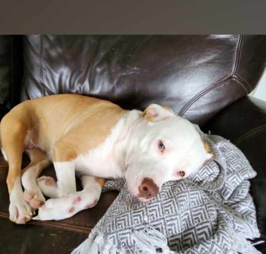 Photo of Gracie