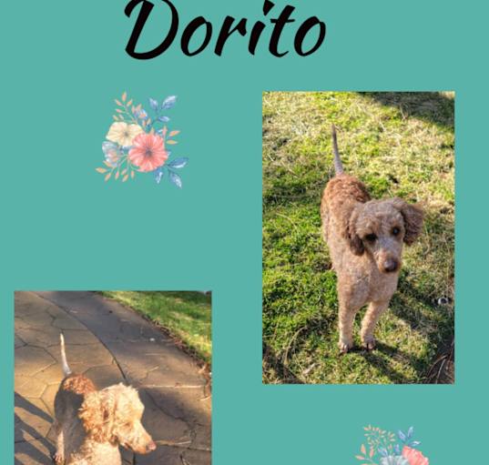 Photo of Dorito