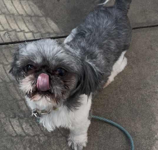 Photo of Plucky