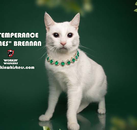 Photo of DR TEMPERANCE "BONES" BRENNAN