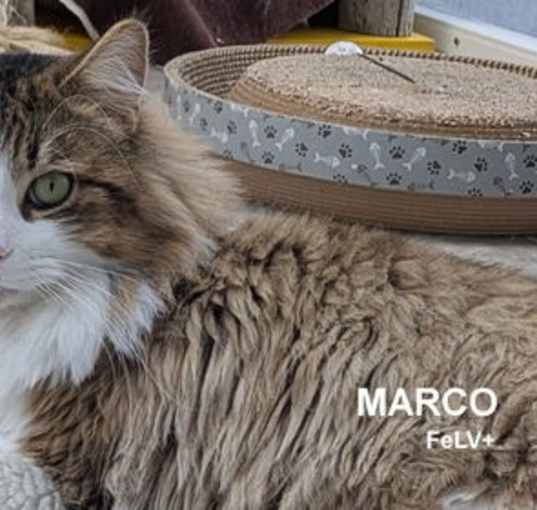Photo of Marco