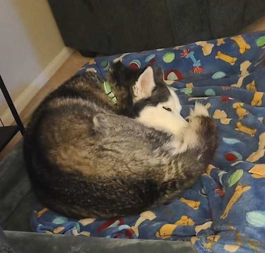 Photo of Niko