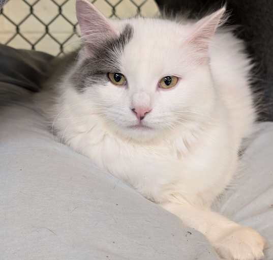 Photo of Angelicat