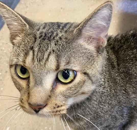 Photo of Catticus