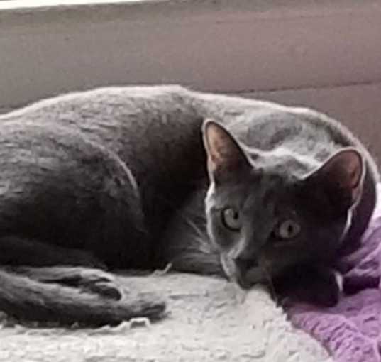 Photo of Pippin