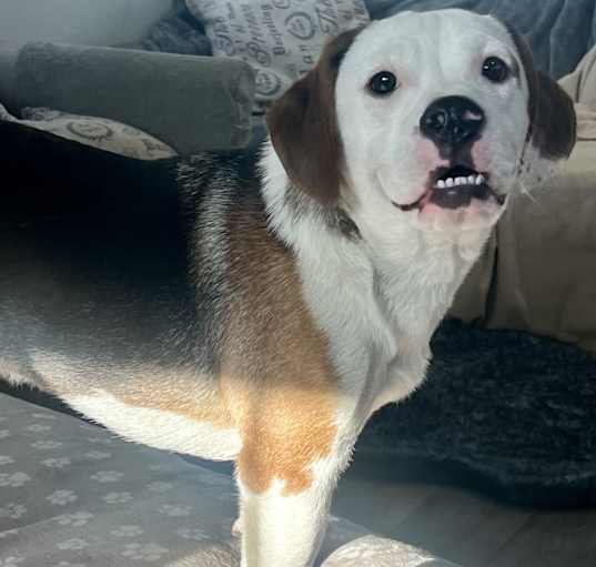 Photo of Rigby