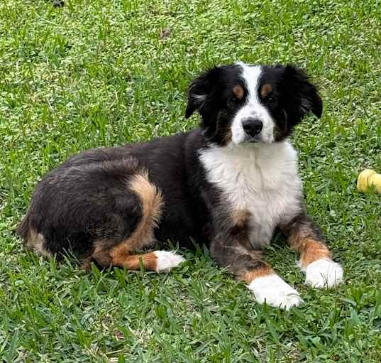 Photo of Bandit