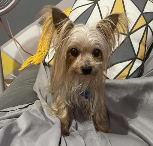 Photo of Chapu