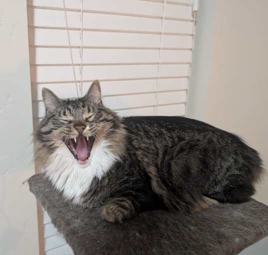 Photo of Loki