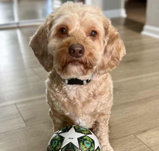 Photo of Leo