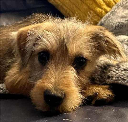 Photo of Chai