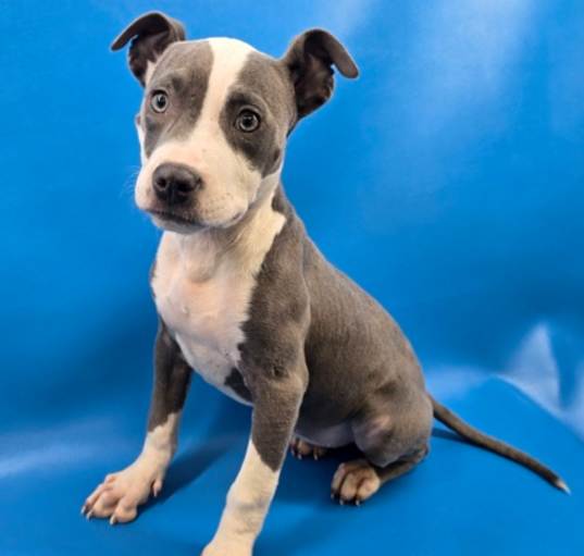Photo of Blueberry