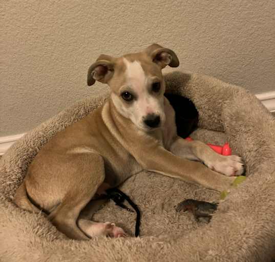 Photo of Cubby