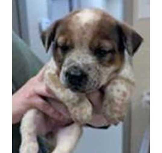 Photo of Ossom Aussie Dusty