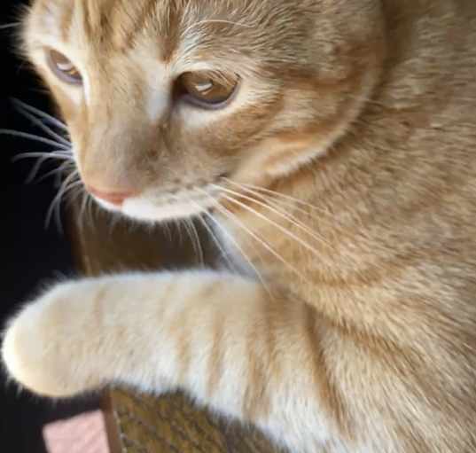 Photo of Tiger