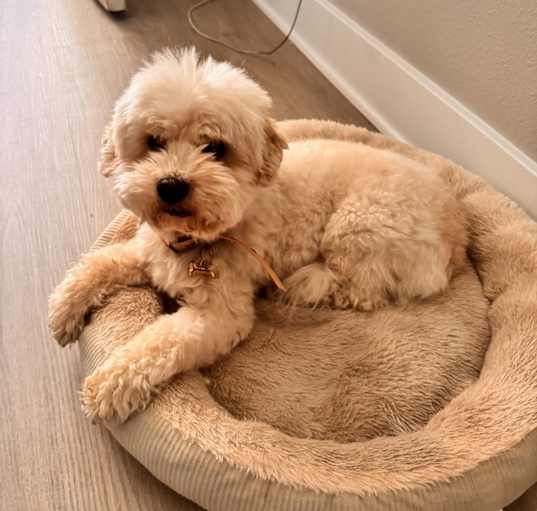 Photo of Stella