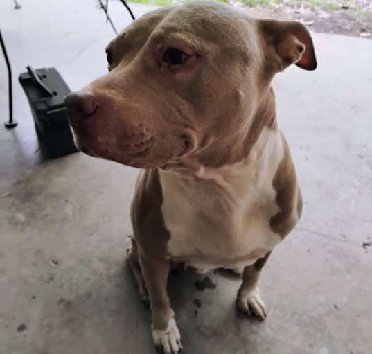 Photo of Odie