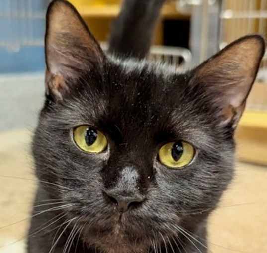 Photo of Charlene - Available in Foster