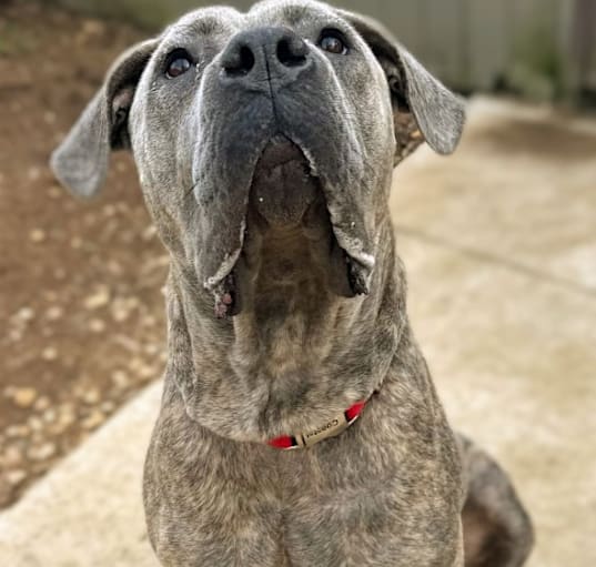Photo of Sophia (Champagne)