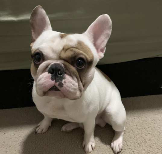 Photo of Archie