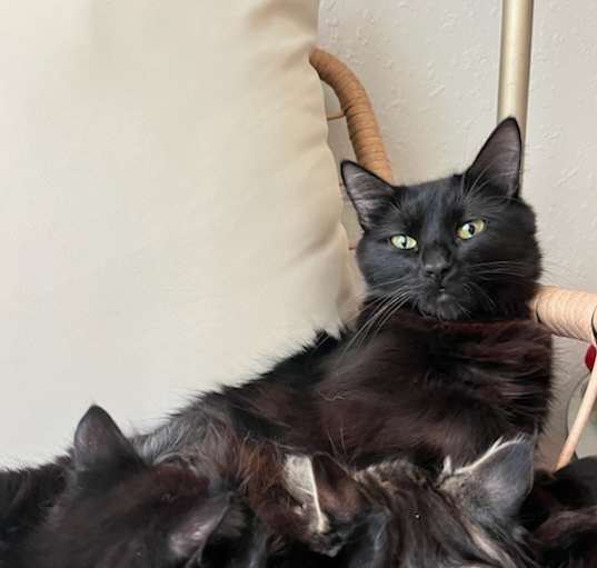 Photo of Phoebe