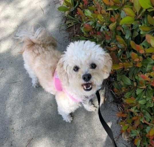 Photo of Millie