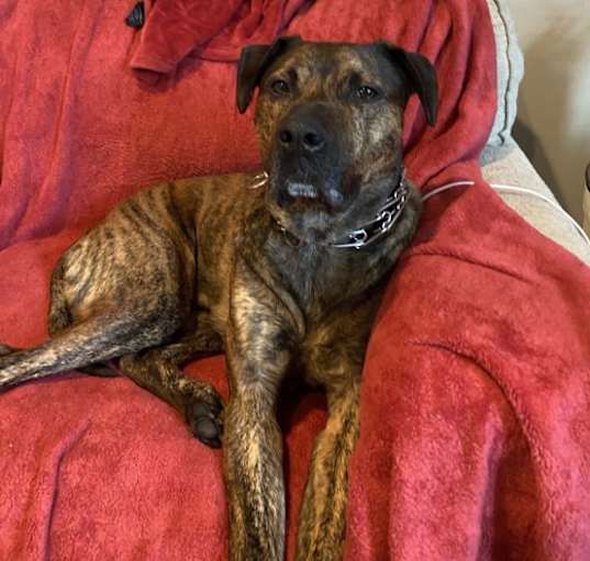 Photo of Archie