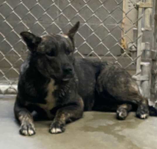 Photo of Otis