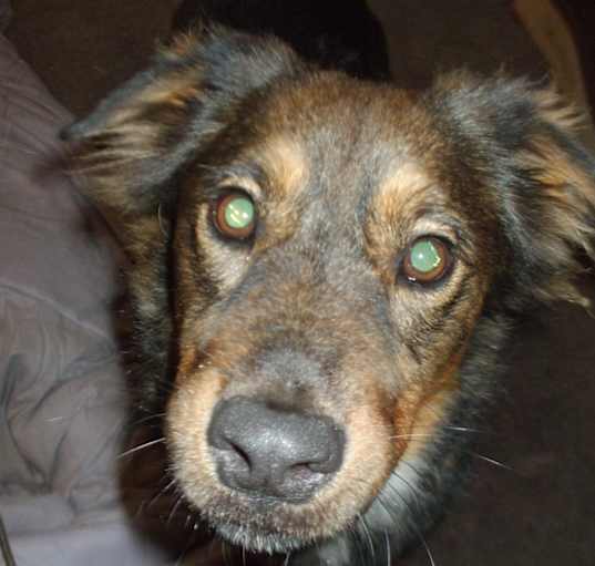 Photo of Rusty
