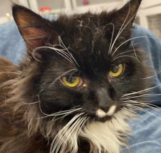 Photo of Bandit