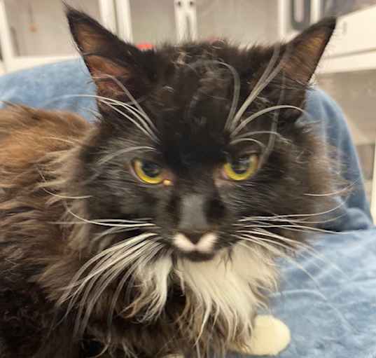 Photo of Bandit