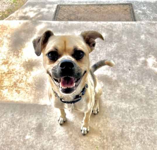 Photo of Peanut 2-8-24