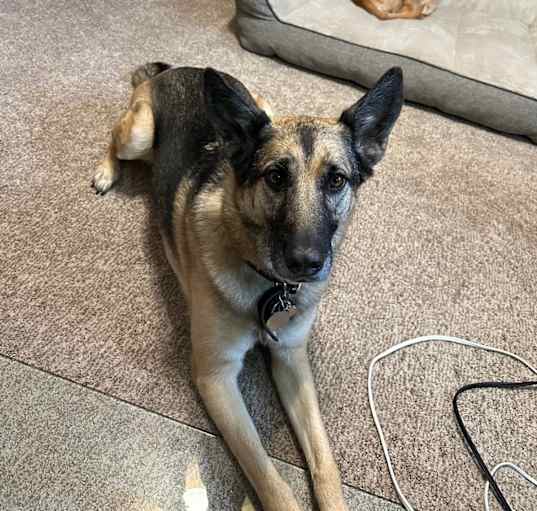 Photo of Max
