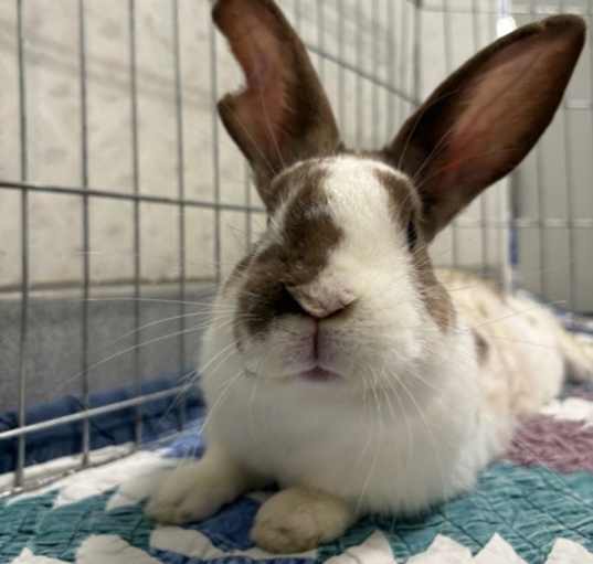 Photo of Frolic