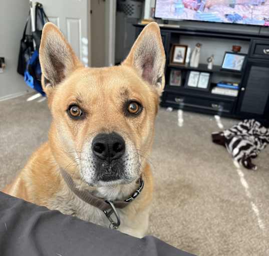 Photo of Dexter