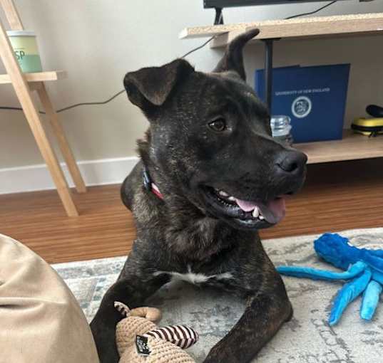 Photo of Bruin