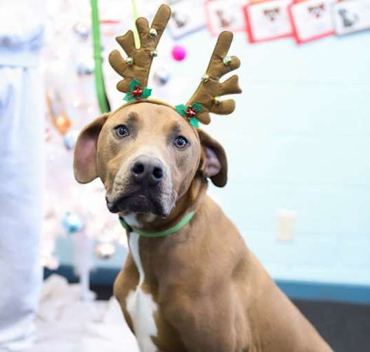Photo of Scooby IV
