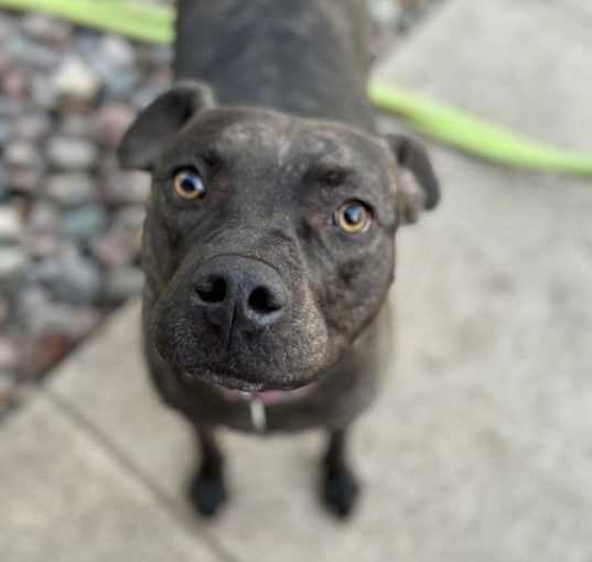 Photo of Cocoa III