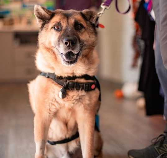 Photo of Smokey Joe