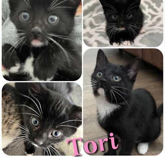 Photo of Tori