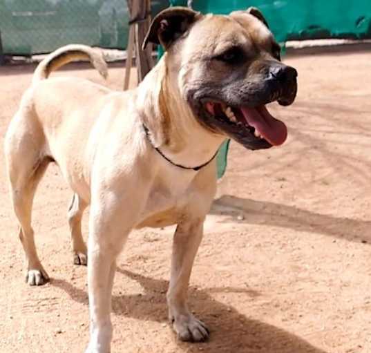 Photo of Diesel -