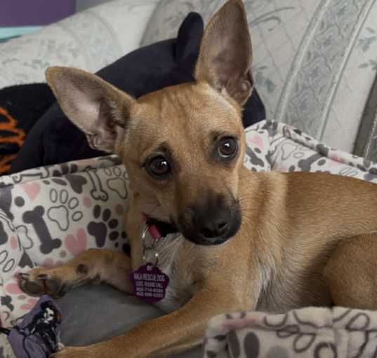 Photo of Peanut Butter