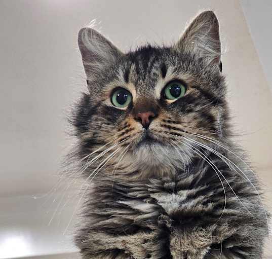 Photo of Tigger