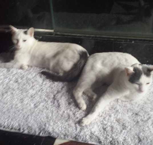 Photo of Pinky and Butterball