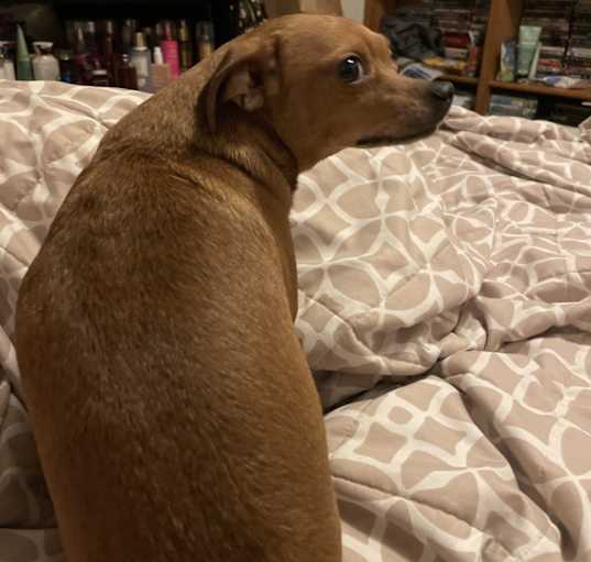 Photo of Rosie
