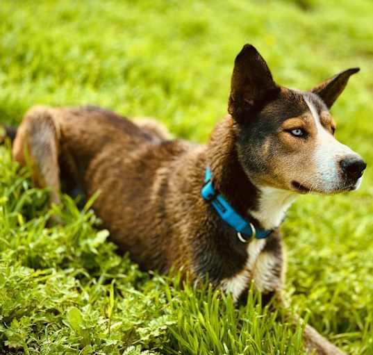 Photo of Whiskey