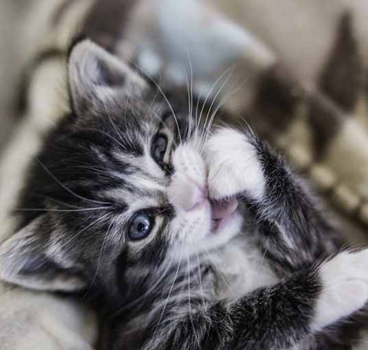 Photo of Petunia