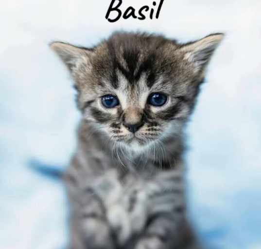 Photo of Basil