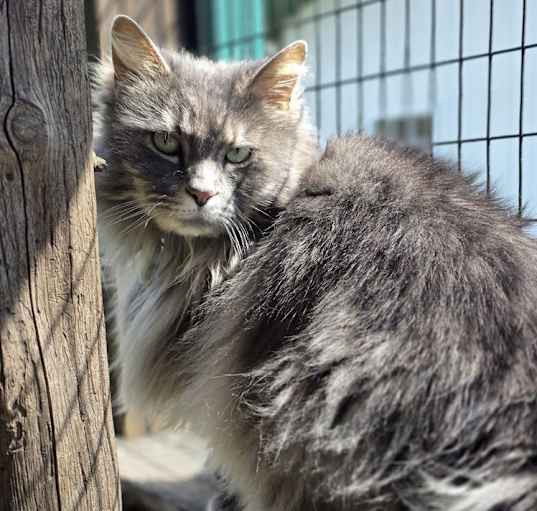 Photo of Duster Cat