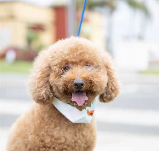 Photo of Wylie
